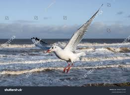 Attēlu rezultāti vaicājumam “Larus ridibundus adult”