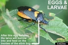 Attēlu rezultāti vaicājumam “Cylindromyia sp.”