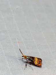 Attēlu rezultāti vaicājumam “Nematopogon sp.”