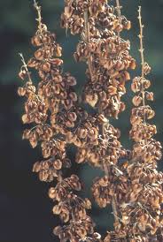 Attēlu rezultāti vaicājumam “Rumex crispus fruit”