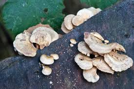 Attēlu rezultāti vaicājumam “Panellus stipticus”