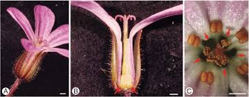 Attēlu rezultāti vaicājumam “Geranium robertianum flower”