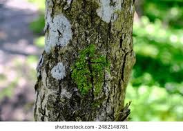 Attēlu rezultāti vaicājumam “Radula complanata sporophyte”