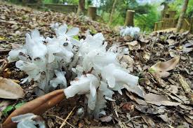 Image result for ギンリョウソウ