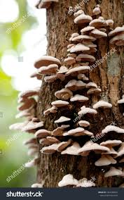 Attēlu rezultāti vaicājumam “Ascomycota”