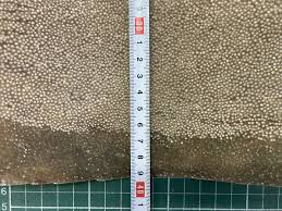 Image result for Megatrygon microps