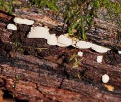 Attēlu rezultāti vaicājumam “Gloeoporus taxicola”