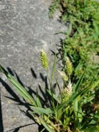 Attēlu rezultāti vaicājumam “Polypogon tentacularius”