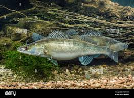 Image result for Sander lucioperca