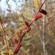 Attēlu rezultāti vaicājumam “Salix purpurea male flower”