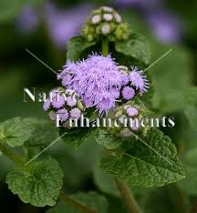 Image result for Ageratum houstonianum