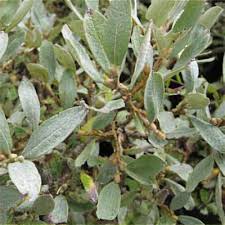 Attēlu rezultāti vaicājumam “Salix x doniana”