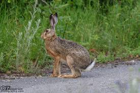 Attēlu rezultāti vaicājumam “Lepus europaeus”