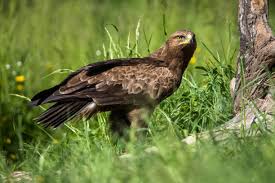 Attēlu rezultāti vaicājumam “Aquila pomarina”