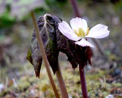 Attēlu rezultāti vaicājumam “Podophyllum hexandrum flower”