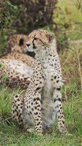 Afbeeldingsresultaat voor cheeta