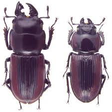 Attēlu rezultāti vaicājumam “Lucanidae”