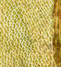 Attēlu rezultāti vaicājumam “Thamnobryum subserratum”