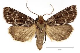 Attēlu rezultāti vaicājumam “Lycophotia porphyrea”