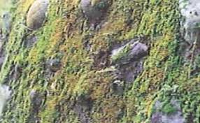 Attēlu rezultāti vaicājumam “Pottiales”