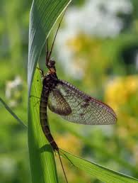 Attēlu rezultāti vaicājumam “Ephemera vulgata”