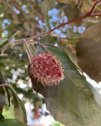 Attēlu rezultāti vaicājumam “Fagus sylvatica fruit”