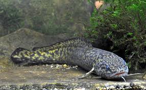 Attēlu rezultāti vaicājumam “Lota lota”