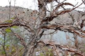 Attēlu rezultāti vaicājumam “Ulmus minor f. suberosa”