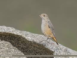 Image result for Monticola saxatilis