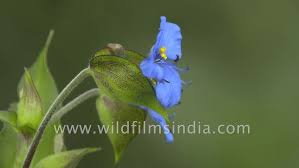 Attēlu rezultāti vaicājumam “Commelina coelestis flower”