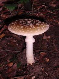 Attēlu rezultāti vaicājumam “Amanita excelsa”