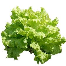 Image result for Pflücksalat
