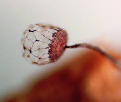 Attēlu rezultāti vaicājumam “Cribraria atrofusca spores”