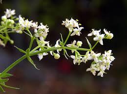 Attēlu rezultāti vaicājumam “Galium album flower”
