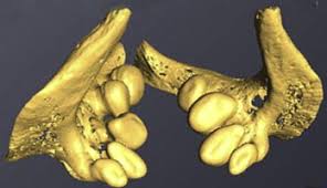 Image result for Mylopharyngodon piceus