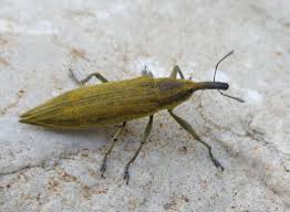 Attēlu rezultāti vaicājumam “Lixus iridis”