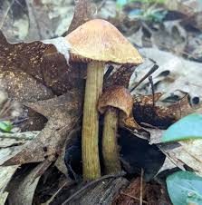 Attēlu rezultāti vaicājumam “Brefeldia maxima young”