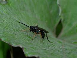 Attēlu rezultāti vaicājumam “Tenthredo mandibularis”