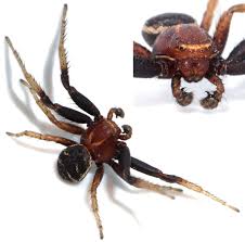 Attēlu rezultāti vaicājumam “Xysticus bifasciatus”