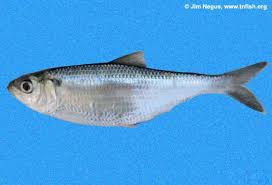 Image result for Alosa chrysochloris