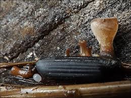 Attēlu rezultāti vaicājumam “Myriosclerotinia scirpicola”