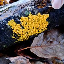 Attēlu rezultāti vaicājumam “Licea pusilla spores”