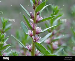 Attēlu rezultāti vaicājumam “Glaux maritima flower”