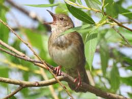 Image result for Locustella fluviatilis