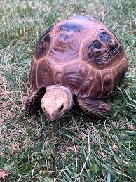 Attēlu rezultāti vaicājumam “Tortula lingulata macro”