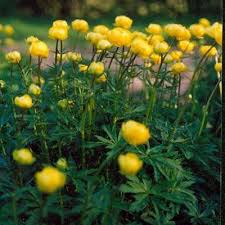 Attēlu rezultāti vaicājumam “Trollius europaeus bud”