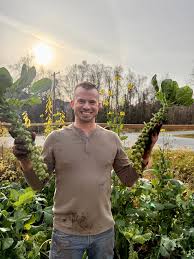 Attēlu rezultāti vaicājumam “Juglans mandshurica male flower”