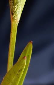 Attēlu rezultāti vaicājumam “Stellaria palustris leaf”