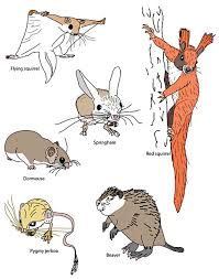 Attēlu rezultāti vaicājumam “Rodentia”