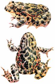 Attēlu rezultāti vaicājumam “Pseudepidalea viridis”